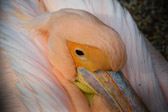 Ungarn - Veszprém - Veszprém Zoo - Rosapelikan | 19/30