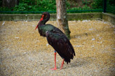 Ungarn - Veszprém - Veszprém Zoo | 20/30