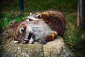 Ungarn - Veszprém - Veszprém Zoo | 21/30