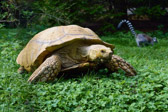 Ungarn - Veszprém - Veszprém Zoo | 23/30