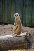 Ungarn - Veszprém - Veszprém Zoo | 25/30