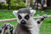 Ungarn - Veszprém - Veszprém Zoo | 26/30