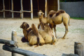 Ungarn - Veszprém - Veszprém Zoo | 28/30
