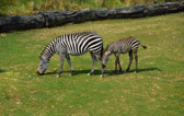 Ungarn - Veszprém - Veszprém Zoo | 30/30