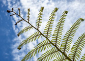 Neuseeland - Waitangi - Silberfarn / Silver fern | 25/130