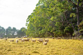 Neuseeland - Cape Reinga - Te Hapua Landscape | 42/130