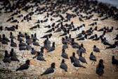 Neuseeland - Thames - Austernfischer / Oystercatcher | 59/130
