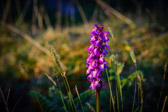 Ireland - Clare - Flowers @Poulnabrone Dolmen | 34/100