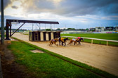 Ireland - Galway - Greyhound Dog Race | 65/100