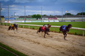 Ireland - Galway - Greyhound Dog Race | 64/100