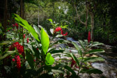 Jamaika - Ocho Rios - Dunn’s River Falls | 16/115