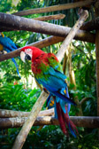 Kolumbien - Cartagena - Speaking Parrot | 24/115