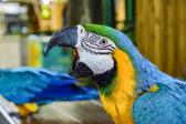 Kolumbien - Cartagena - Parrot @Harbor Terminal | 43/115