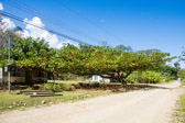 Costa Rica - Limón - Way to Veragua Rainforest | 68/115