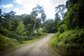 Costa Rica - Limón - Way to Veragua Rainforest | 69/115