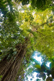 Costa Rica - Limón - Veragua Rainforest | 70/115