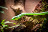 Costa Rica - Limón - Veragua Rainforest Snake | 71/115