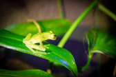 Costa Rica - Limón - Veragua Rainforest | 72/115