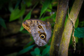 Costa Rica - Limón - Veragua Rainforest | 75/115