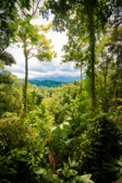 Costa Rica - Limón - Veragua Rainforest | 76/115