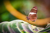 Costa Rica - Limón - Veragua Rainforest | 78/115