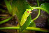 Costa Rica - Limón - Veragua Rainforest | 80/115