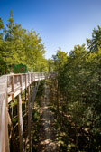 Österreich - Gmunden - Baumwipfelweg | 3/15