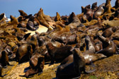 Südafrika - Duiker Island - Seal Colony | 31/140