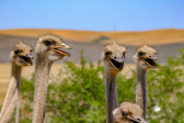 Südafrika - Hessequa - Ostrich farm | 52/140
