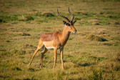 Südafrika - Mossel Bay - Gondwana Safari - Impalas | 57/140
