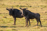 Südafrika - Mossel Bay - Gondwana Safari - Blue wildebeest - Streifengnu | 58/140