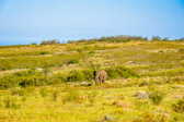Südafrika - Mossel Bay - Gondwana Safari - African Elephant | 59/140