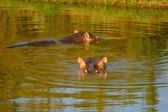 Südafrika - Mossel Bay - Gondwana Safari - Hippopotamus | 61/140
