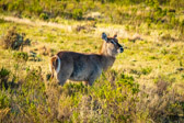 Südafrika - Mossel Bay - Gondwana Safari - Waterbuck | 63/140