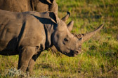 Südafrika - Mossel Bay - White rhinoceros - Breitmaulnashorn | 65/140