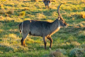 Südafrika - Mossel Bay - Gondwana Safari - Waterbuck | 71/140