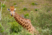 Südafrika - Mossel Bay - Gondwana Safari - Giraffe | 81/140