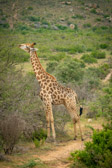 Südafrika - Mossel Bay - Gondwana Safari - Giraffe | 82/140