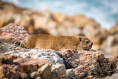 Südafrika - Hermanus - Rock hyrax - Klippschliefer | 116/140