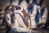 Südafrika - Simon’s Town - Boulders Beach Penguin Colony | 126/140