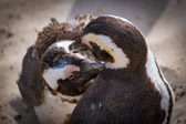 Südafrika - Simon’s Town - Boulders Beach Penguin Colony | 127/140