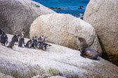 Südafrika - Simon’s Town - Boulders Beach Penguin Colony | 128/140