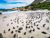 Südafrika - Simon’s Town - Boulders Beach Penguin Colony | 130/140