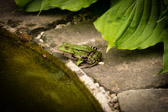 Botanischer Garten - Klagenfurt am Wörthersee - Österreich | 32/40