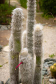 Botanischer Garten - Klagenfurt am Wörthersee - Österreich | 35/40