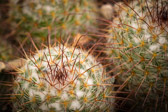 Botanischer Garten - Klagenfurt am Wörthersee - Österreich | 36/40