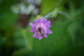 Botanischer Garten - Klagenfurt am Wörthersee - Österreich | 37/40