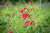Botanischer Garten - Klagenfurt am Wörthersee - Österreich | 39/40