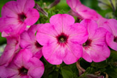 Italien - Ravello - Villa Cimbrone Garden | 77/140